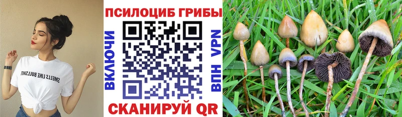 Псилоцибиновые грибы Cubensis  Пудож 